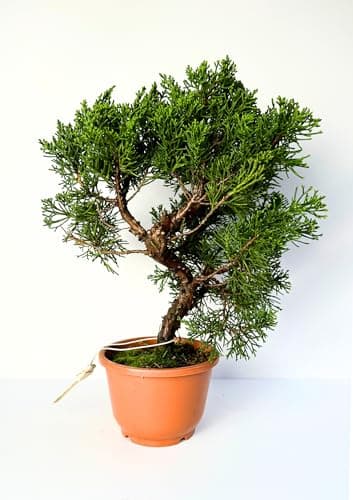 Bonsai Baum Juniper Chinesis - Plastiktopf für Anfänger - Ideal für Hausdecoration (12 cm Schale, 30-35cm Höhe)  
Bonsai