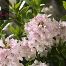 Bloombux® Blumentopf 2 Liter - 25-30 cm breit für Blüte und Form - IDEAL für Gärten und Terrassen - VON GEBÜRGSTOCKERN L