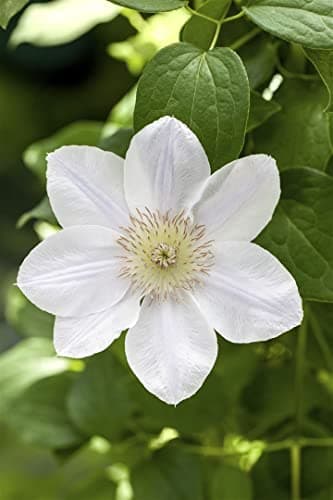 Clematis Hybride 'Apollonia' - Waldrebe, weiße Blüten, ideal für Rankgerüste, bienenfreundlich, winterhart - Mai-Septemb