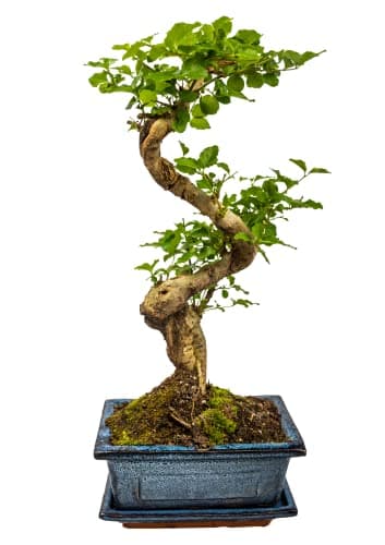 Zimmerbonsai Chinesischer Liguster - 10 Jahre alt, 25-35 cm hoch, Immergrün mit Auffangschale