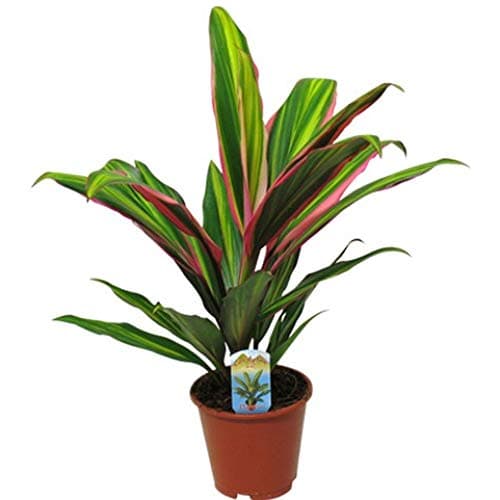 Kindyline Kiwi 30-40 cm Keulenlilie fürs Zuhause und das Büro