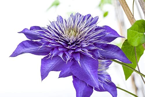 Clematis Hybride 'Multi Blue' - winterhart, pflegeleicht, ideal für Rankgerüste - Mai-September Blütezeit, blaue gefüllt