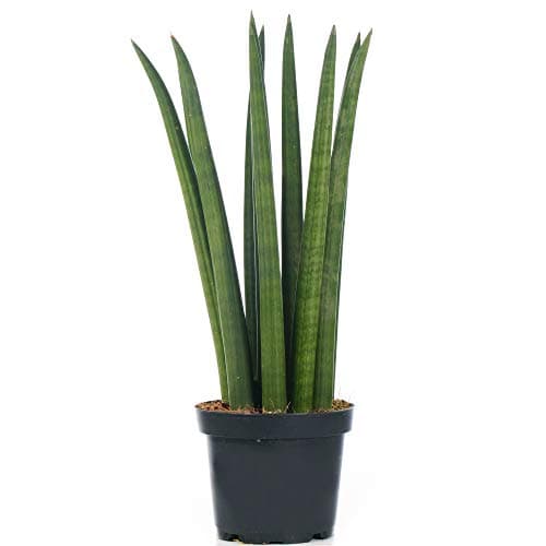 Sansevieria Cylindrica afrikanischer Spear Zimmerpflanzen - Ideal Geschenk (30-40cm Inkl.Topf)