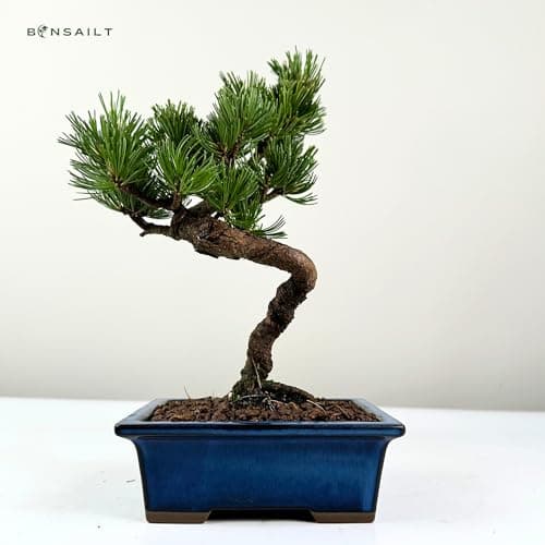 Bonsai Baum mit Keramik Blumentopf - Ligustrum, Ficus, Carmona, Podocarpus - für Indoor-Verwendung, perfekt für Büro und