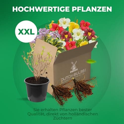 Clematis Tricilor Kollektion (3 Pflanzen) - Weiß-Rot-Rosa-Violett Farben, Winterhart und Mehrjährig, Stauden aus Holland