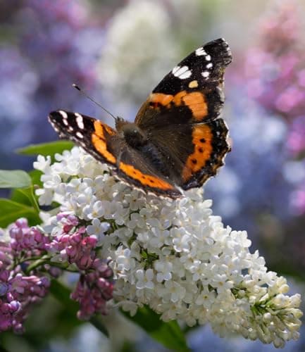 BALDUR Garten dreifarbiger Schmetterlingsstrauch 'Papillion Tricolor', winterhart, trockenresistent, bienenfreundlich