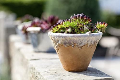 Sempervivum calcareum 'Mrs Giuseppi' Topf - Hauswürz, rostkenförmiger Wuchs, ideal für Steingärten, winterhart, pflegele