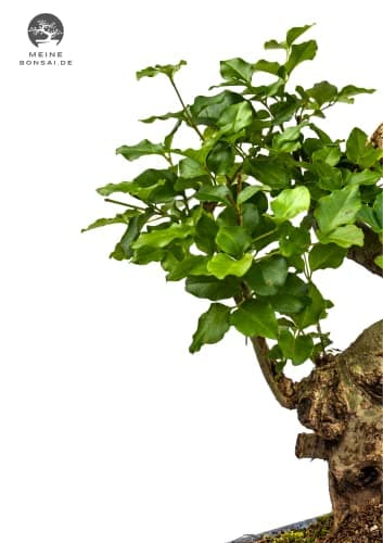Zimmerbonsai Chinesischer Liguster - 10 Jahre alt, 25-35 cm hoch, Immergrün mit Auffangschale