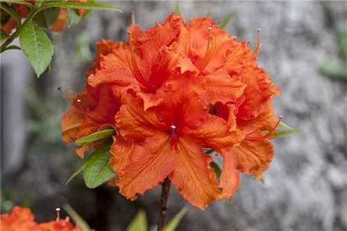 Bronzegelb blühende Garten Azalee Rhododendron Golden Eagle 5L 40-50cm