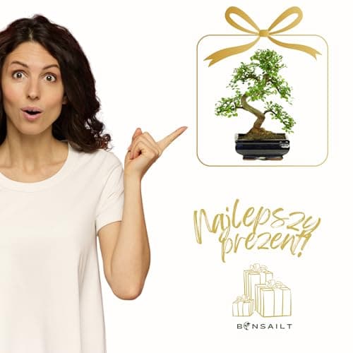 Bonsai mit Keramik Blumentopf - Pflegeleichter Indoor Bonsai für Anfänger & Profis, Dekorative Zimmerpflanze, Ideal für