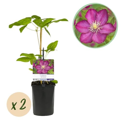 GreenboutiQ - Clematis Ville de Lyon - Rosa Blüte - Easy Care - Gartenfreunde - Terrassenvornehmlich - Duftende Blüten -