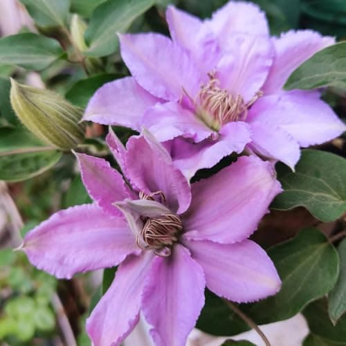 Winterhart Clematis Pflanze - Stark blühend für jeden Garten - ELEGANTE STRFACTEN - 3 Zwiebeln-Set