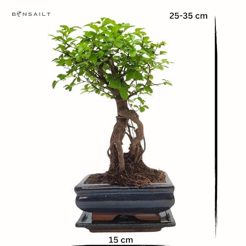 Bonsai Baum mit Keramik Blumentopf - Ulmen-Bonsai - perfekt für Wohnzimmerszene - ideales Geschenk - ideal für Anfänger