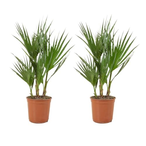 Bloomique Washingtonia Robusta - Winterharte Fächerpalme - Gartenpflanzen Winterhart - für Balkon - 50-70 cm Höhe - 14 c