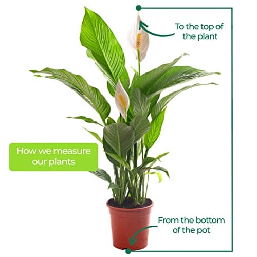 Spathiphyllum Friedenslilie, große Zimmerpflanze, ideal für jede Wohnung, neue Luftreinigerin in Ihrem Zuhause.
| Spath
