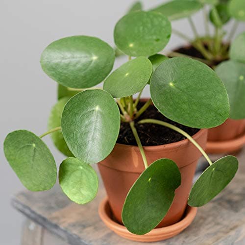 Premium Ufopflanze Pilea Peperomioides - Ideal für Zimmer und Büros (20-30 cm)
| Ufopflanze Pilea Peperomioides - Perfe