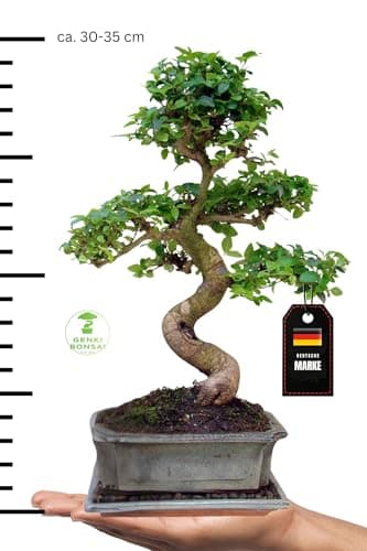 Genki-Bonsai Chinesischer Liguster 30–35 cm - pflegeleicht für Anfänger & Fortgeschrittene – 3-teiliges Komplettset mit