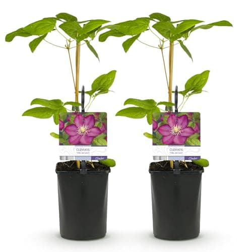 GreenboutiQ - Clematis Ville de Lyon - Rosa Blüte - Easy Care - Gartenfreunde - Terrassenvornehmlich - Duftende Blüten -