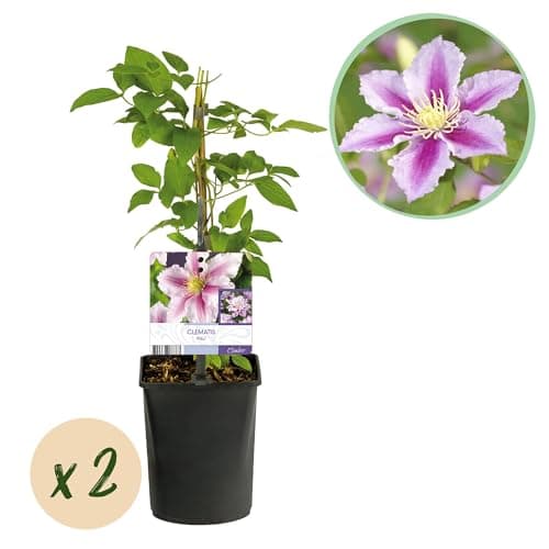 GreenboutiQ - Blüte rosa Clematis Piilu Kletterpflanze - Wenig Pflege - 2 Pflanzen - Topf 11cm Höhe 40cm

GreenboutiQ -