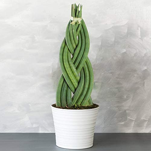 Sansevieria Twister - Hauseklemme | Ideales Geschenk für Pflanzenliebhaber | Zuhause und Büro |uftes Blatt, leicht zu pf