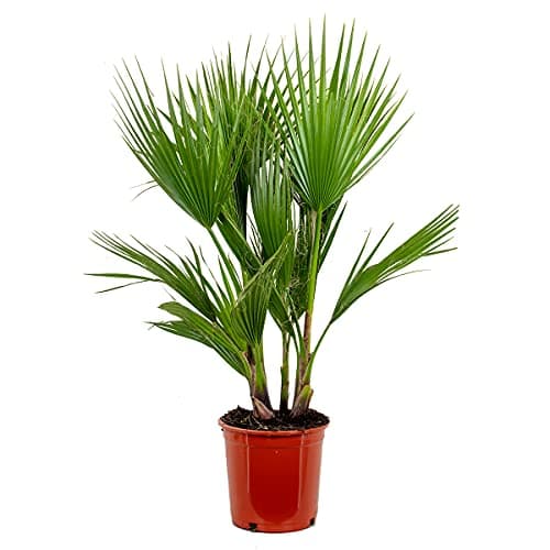 Bloomique Washingtonia Robusta - Winterharte Fächerpalme - Gartenpflanzen Winterhart - für Balkon - 50-70 cm Höhe - 14 c