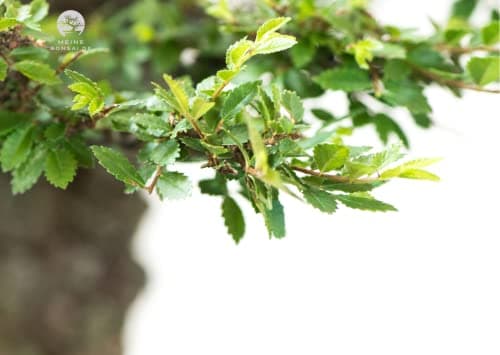 Bonsai Baum mit Keramik Blumentopf - Ulmen-Bonsai - perfekt für Wohnzimmerszene - ideales Geschenk - ideal für Anfänger
