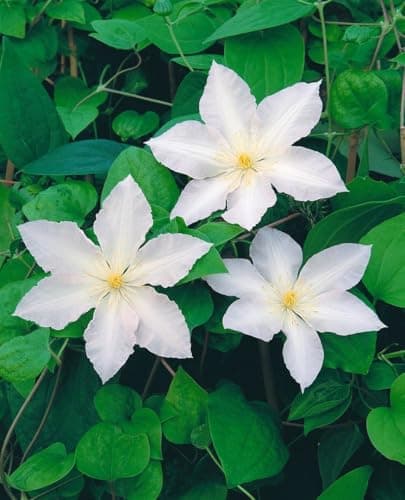 Clematis Hybride 'Apollonia' - Waldrebe, weiße Blüten, ideal für Rankgerüste, bienenfreundlich, winterhart - Mai-Septemb