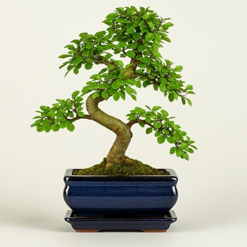 Chinesische Ulme Bonsai Baum, pflegeleicht für Anfänger & Profis, ideale Dekorationspflanze für Büro & Zuhause - 35-40 c