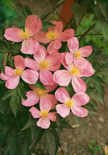Clematis montana 'Tetrarose' - rosa Blüten, ideal für Rankgerüste, winterhart
