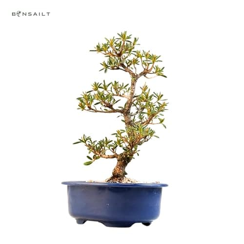 Satsuki Azalee Bonsai – Perfekter Anfänger – Winterhart – 18 cm Topf – Pflegeleicht – Blüht in Wunderschönen Farben  
Sa