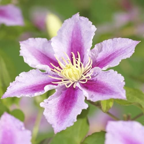 GreenboutiQ - Blüte rosa Clematis Piilu Kletterpflanze - Wenig Pflege - 2 Pflanzen - Topf 11cm Höhe 40cm

GreenboutiQ -