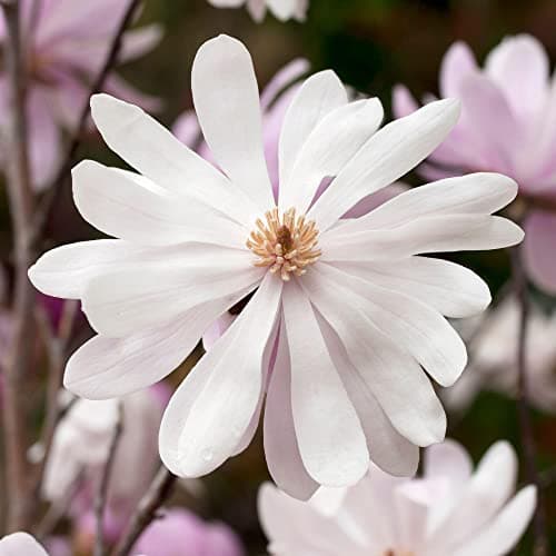 Magnolia Merrill, blühender laubabwerdender Strauch, für den Gartenbereich, ideal für den Outdoor-Garten, großzügige Blü