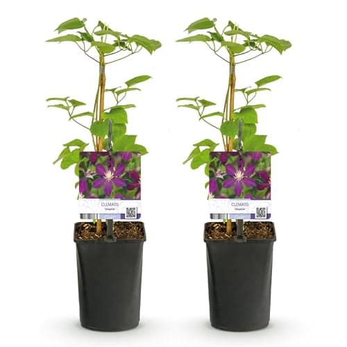 GreenboutiQ Kletterpflanze Clematis Mikelite - Blüte Lila - Wenig Pflege - Ideal für Anfänger - 2 Pflanzen - Topf 11cm H