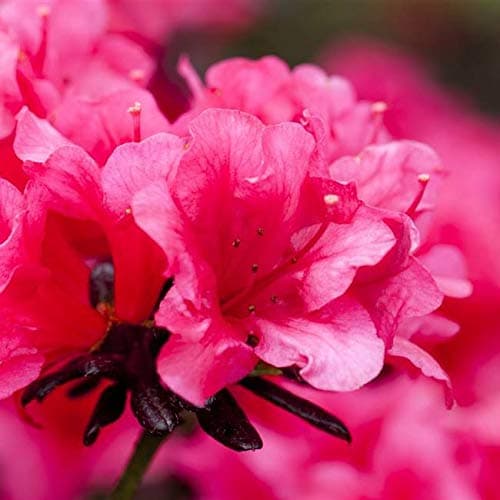 Rhododendron obt. 'Maruschka' - Japanische Azalee | 20-25cm im Topf |Für Gartenanbau| Blühe im Frühjahr|Pack von 1 Stk