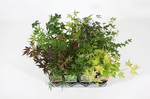 4 x Acer Bäume | Winterharte Gartensträucher für den Inanspruchungsbereich der Gartenanfänger| ideal für den Frühlingsan