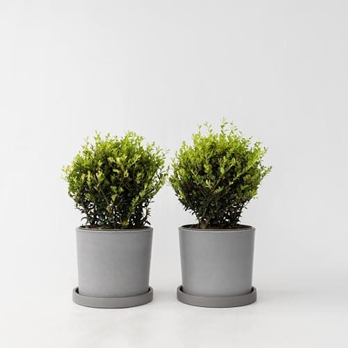 Japanische Stechpalme in einer Topfpuppe - 2er Set - 30-40cm hoch - 17cm Topf - Alternativ für Buchsbaum - ideal für den