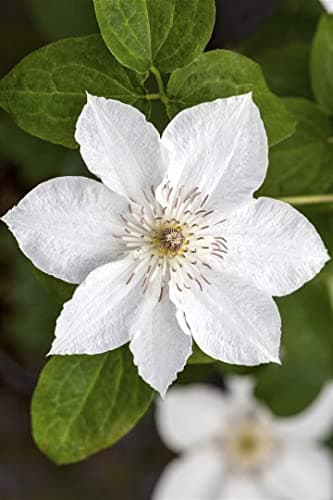 Clematis Hybride 'Destiny' - pflegeleicht, winterhart und ideal für Rankgerüste Weiße Blüten Mai-Septemberpiryhart Winte