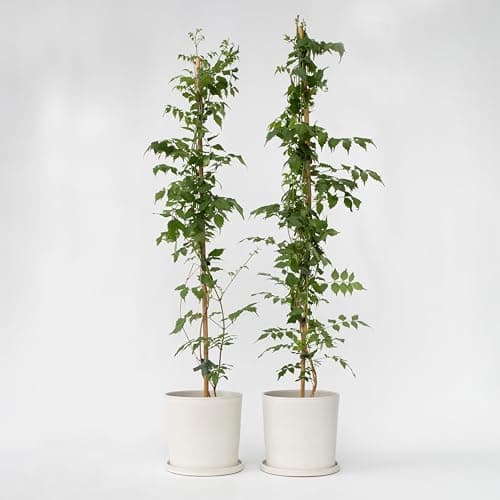 Plant in a Box - Campsis 'Mme Galen' XL - Kletterpflanze für den Garten - 17 cm - 110-120 cm Höhe - 2er Set