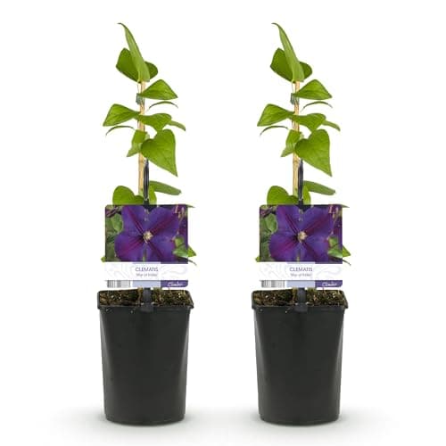 GreenboutiQ - Kletternde Pflanze Clematis Star of India - Rosa Blüten - Pflegeleicht - Für Anfänger -Suitable für Gärten