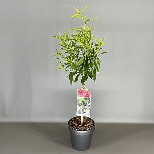 Prunus Pink Peachy Patio Baum, robust für den Garten, ideal für outset, blühender Baum im 3L Topf.