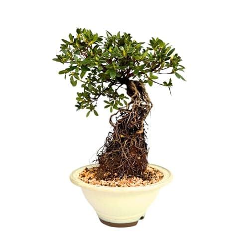 Bonsai Baum mit Keramik Blumentopf - Ligustrum, Ficus, Carmona, Podocarpus - für Indoor-Verwendung, perfekt für Büro und
