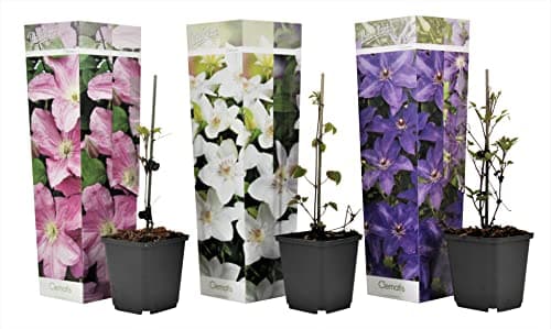 Kletterpflanze Clematis in einer PflanzerBINDE - Mix von 3 Pflanzen - Topf 9cm - Ideal für Anfänger
