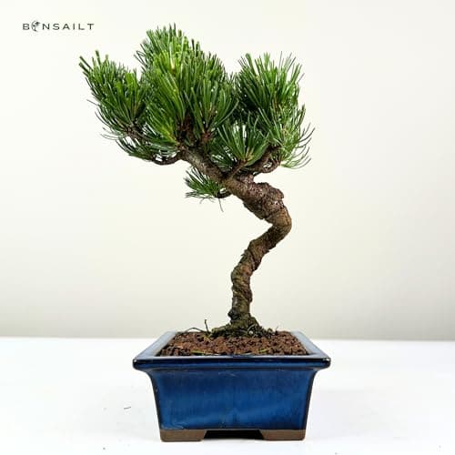 Bonsai Baum mit Keramik Blumentopf - Ligustrum, Ficus, Carmona, Podocarpus - für Indoor-Verwendung, perfekt für Büro und