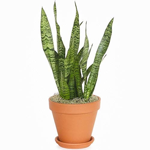 Sansevieria Schwarze Koral für Zuhause und Büro (30-40cm mit Topf)