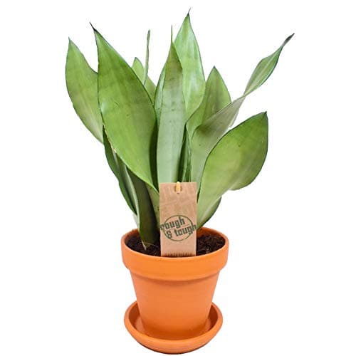 Sansevieria Moonshine Schlangenpflanze für Zuhause und das Büro (30-40cm mit Topf)
