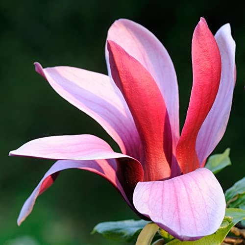 Magnolia liliiflora 'Nigra' Winterharter Gartenstrauch für den Freien Garten - Laubwerfend - 9 cm Topf - Blumenstrauß im