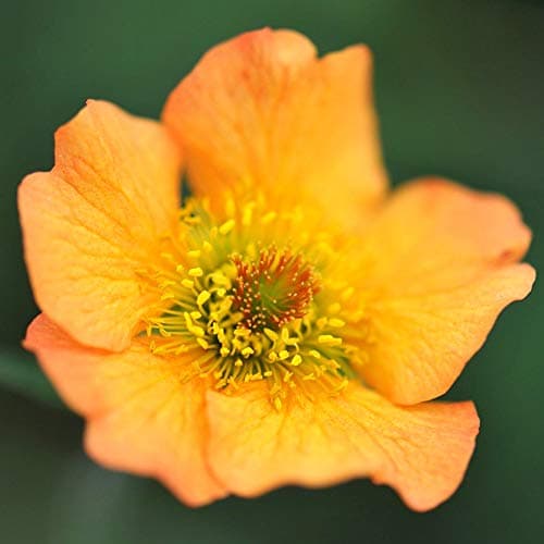 Geum Totally Tangerine Avens, robuste Gartenstauden für den Außenbereich + [Spektakuläre Farben] + [Einhüllende Blüte] +