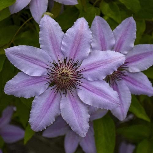 Clematis Nelly Moser (Waldrebe) - Rosa - für Gärten & parks - Schönheit & Widerstandsfähigkeit - 1,5 Liter Topf