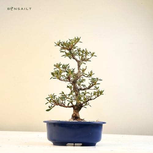 Satsuki Azalee Bonsai – Perfekter Anfänger – Winterhart – 18 cm Topf – Pflegeleicht – Blüht in Wunderschönen Farben  
Sa
