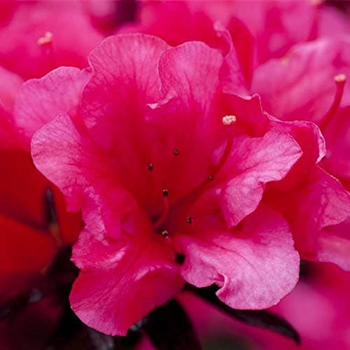 Rhododendron obt. 'Maruschka' - Japanische Azalee | 20-25cm im Topf |Für Gartenanbau| Blühe im Frühjahr|Pack von 1 Stk